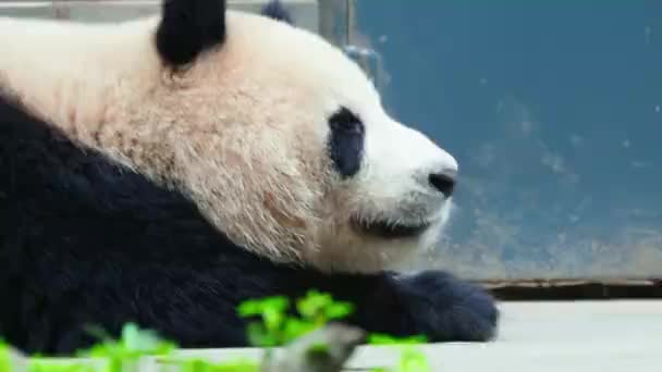 Adult Panda Bear Lying Zoo Daytime — Stock Video