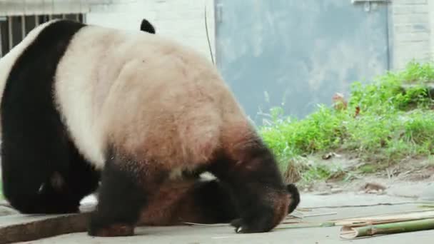 Pandas Engraçados Comendo Plantas Bambu Zoológico Durante Dia — Vídeo de Stock