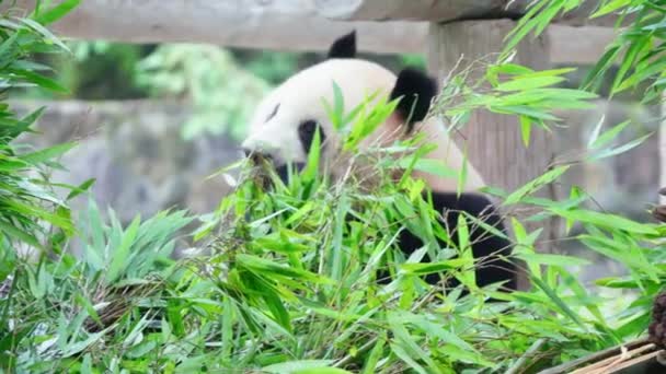 Mignon Panda Mangeant Des Plantes Bambou Dans Zoo Pendant Journée — Video