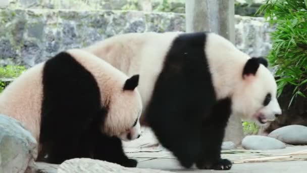Adult Panda Bears Zoo Daytime — Stock Video