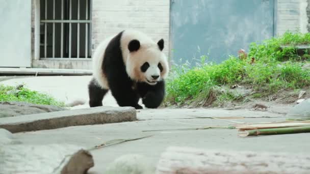 Ausgewachsene Pandabären Laufen Tagsüber Zoo — Stockvideo