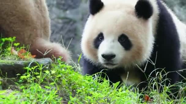 Дорослий Панда Ведмідь Ходить Зоопарку Вдень — стокове відео