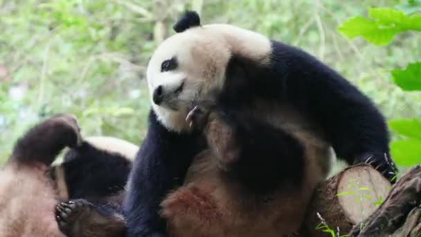 Adult Panda Bears Zoo Daytime — Stock Video