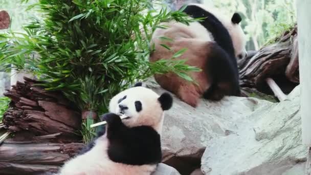 Amusants Pandas Manger Des Plantes Bambou Dans Zoo Jour — Video