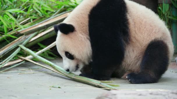 Lindo Panda Comiendo Plantas Bambú Zoológico Durante Día — Vídeos de Stock