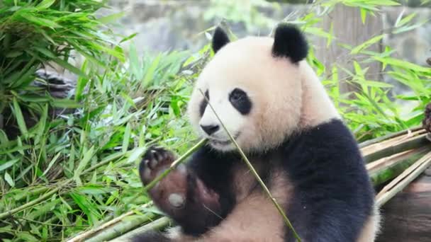 Roztomilý Panda Jíst Bambusové Rostliny Zoo Dne — Stock video