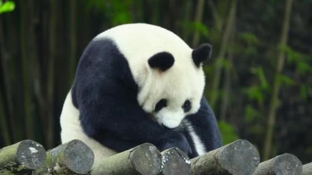 大熊猫白天坐在动物园里 — 图库视频影像