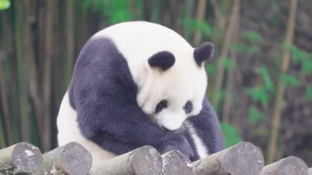 Дорослий Панда Ведмідь Сидить Зоопарку Вдень — стокове відео