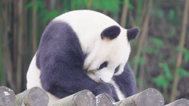 Beruang Panda Dewasa Duduk Kebun Binatang Siang Hari — Stok Video