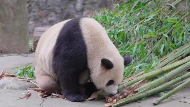 Bonito Panda Comendo Plantas Bambu Zoológico Durante Dia — Vídeo de Stock