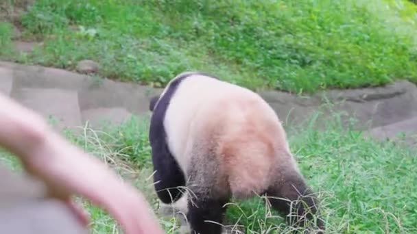 Beruang Panda Dewasa Berjalan Kebun Binatang Pada Siang Hari — Stok Video