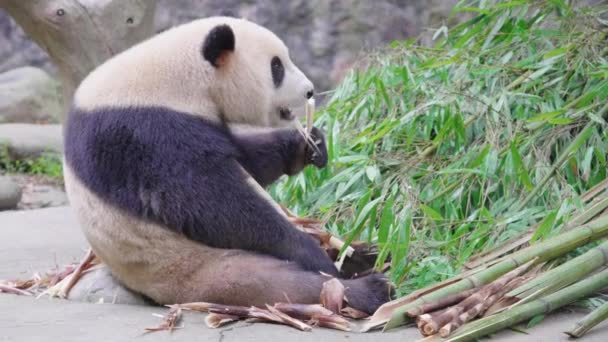 Мила Панда Їсть Бамбукові Рослини Зоопарку Вдень — стокове відео