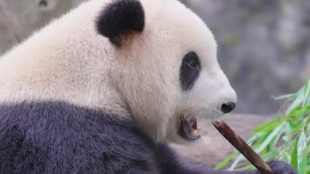 Cute Panda Eating Bamboo Plants Zoo Daytime — Stock Video