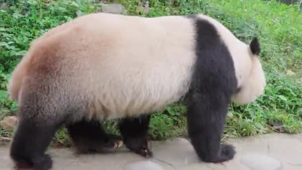 Urso Panda Adulto Andando Zoológico Durante Dia — Vídeo de Stock