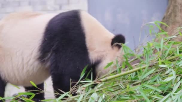 大人のパンダは昼間動物園で歩いています — ストック動画