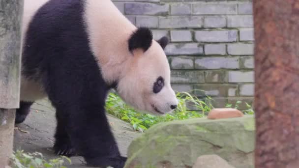 Adult Panda Bear Walking Zoo Daytime — Stock Video