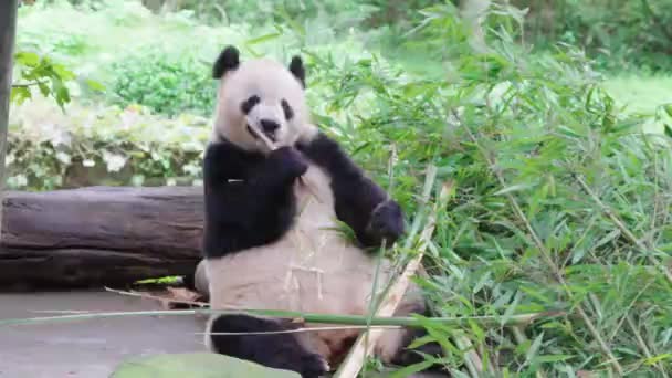 Lindo Panda Comiendo Plantas Bambú Zoológico Durante Día — Vídeo de stock