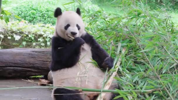 Söt Panda Äta Bambu Växter Djurparken Dagen — Stockvideo