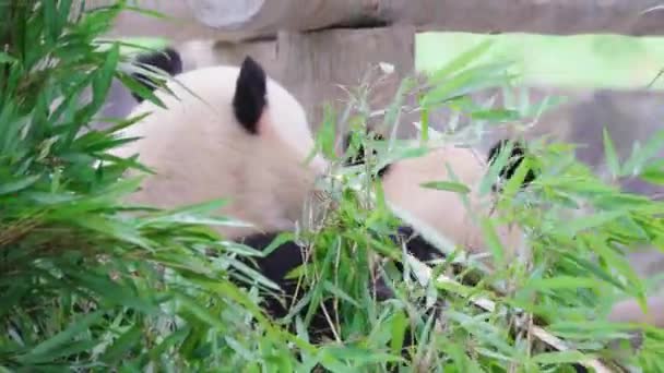 Divertenti Panda Che Mangiano Piante Bambù Nello Zoo Giorno — Video Stock