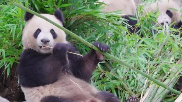 Pandas Engraçados Comendo Plantas Bambu Zoológico Durante Dia — Vídeo de Stock