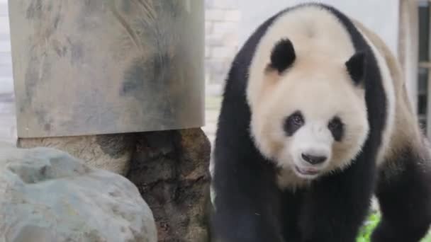 Adult Panda Bear Walking Zoo Daytime — Stock Video