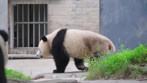 大人のパンダは昼間動物園で歩いています — ストック動画