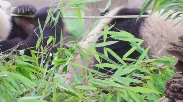 Roliga Pandor Äter Bambuväxter Djurparken Dagen — Stockvideo
