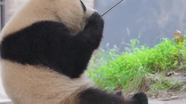 Милые Панды Едят Бамбуковые Растения Зоопарке Днем — стоковое видео