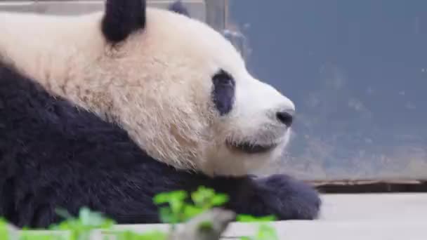 Volwassen Panda Beer Liggend Dierentuin Overdag — Stockvideo