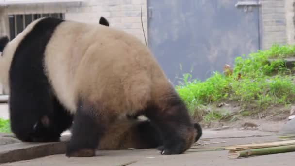 Vtipné Pandy Jedí Bambusové Rostliny Zoo Dne — Stock video