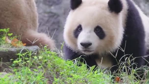 Взрослые Панды Зоопарке Днем — стоковое видео