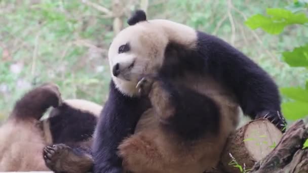 Osos Panda Adultos Zoológico Durante Día — Vídeo de stock