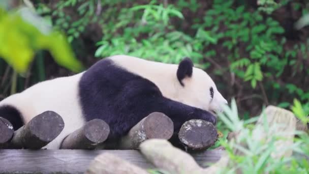Volwassen Panda Beer Liggend Dierentuin Overdag — Stockvideo