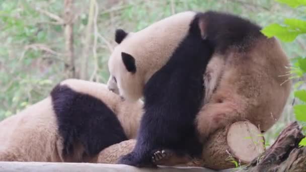 大熊猫白天呆在动物园里 — 图库视频影像