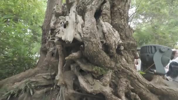 Raízes Árvores Close Vista Natureza — Vídeo de Stock
