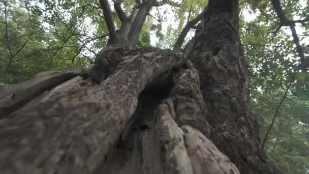 Корни Деревьев Вблизи Вид Природу — стоковое видео