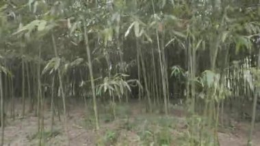 Güzel bambu ormanı arka plan görüntüsü 