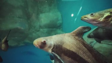 Deniz akvaryumunda balık, sualtı sahnesi 
