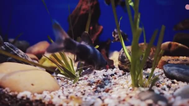 Underwater Scene Fish Sea Aquarium — Stock Video