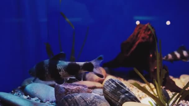 水族馆内的水下鱼类场景 — 图库视频影像