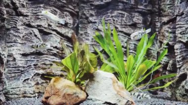 Deniz akvaryumunda balık, sualtı sahnesi 