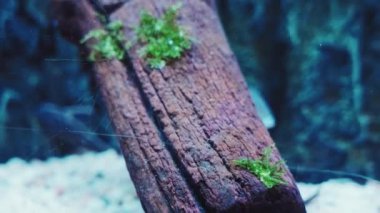 Deniz akvaryumunda balık, sualtı sahnesi 