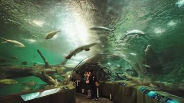 İnsanlar akvaryumdaki balıklara bakıyor.