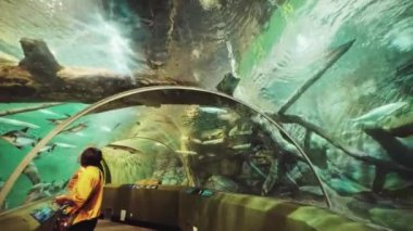 İç mekan, Şangay okyanus akvaryumu boyunca yürüme. 