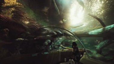 Şangay okyanus akvaryumunda yürüyorum.