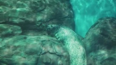 Shanghai okyanus akvaryumundaki foklar. Güzel manzara.