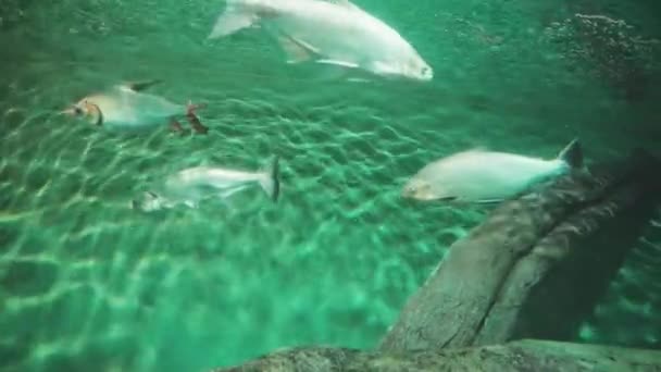 上海海洋水族馆里的鱼美丽的景色 — 图库视频影像