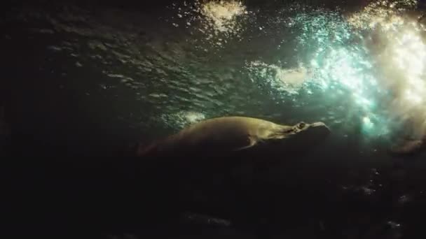 水中世界を混ぜる 鮮やかで映画的な水中ビジュアル — ストック動画
