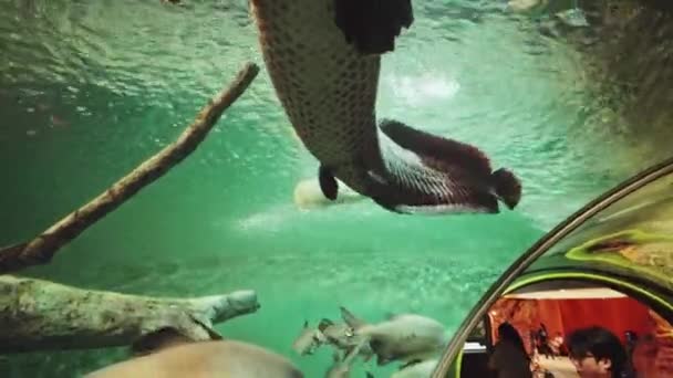 Pessoas Que Procuram Peixes Aquário Mar — Vídeo de Stock