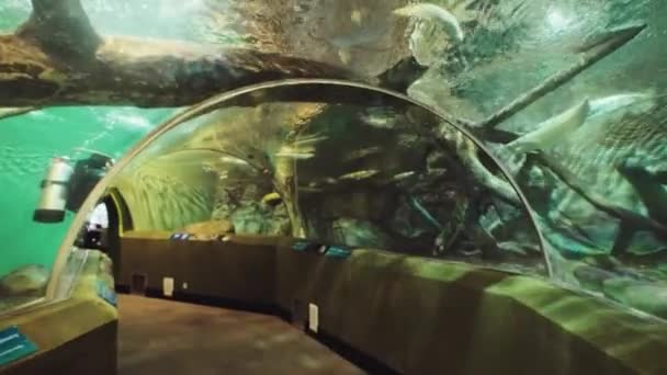 Lidé Hledající Ryby Mořském Akváriu — Stock video
